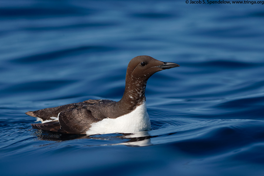 Common Murre