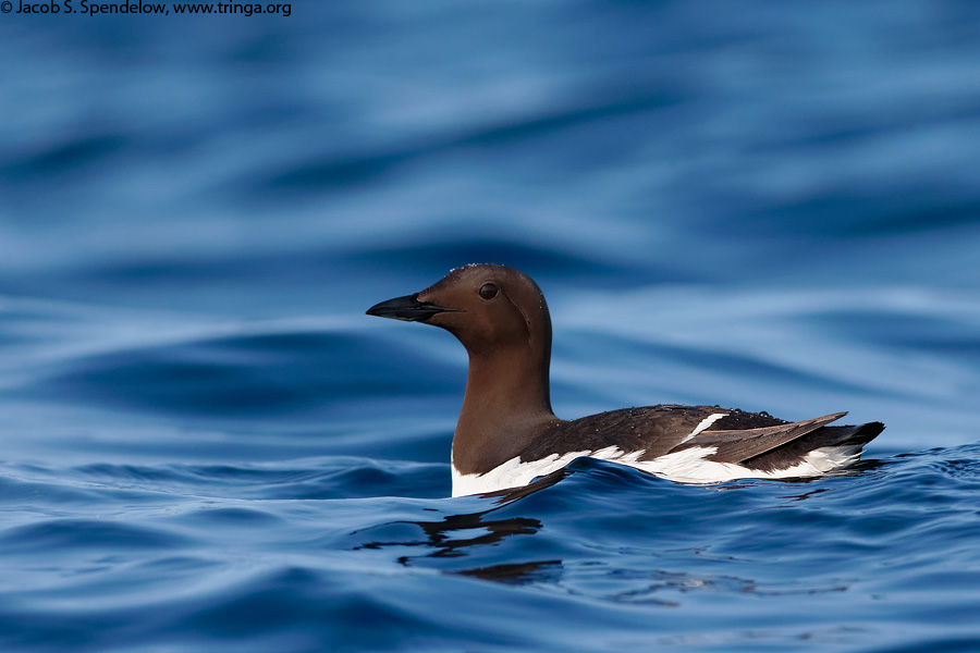 Common Murre