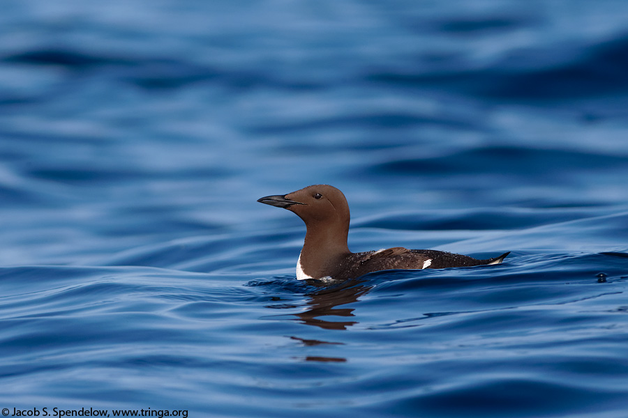 Common Murre