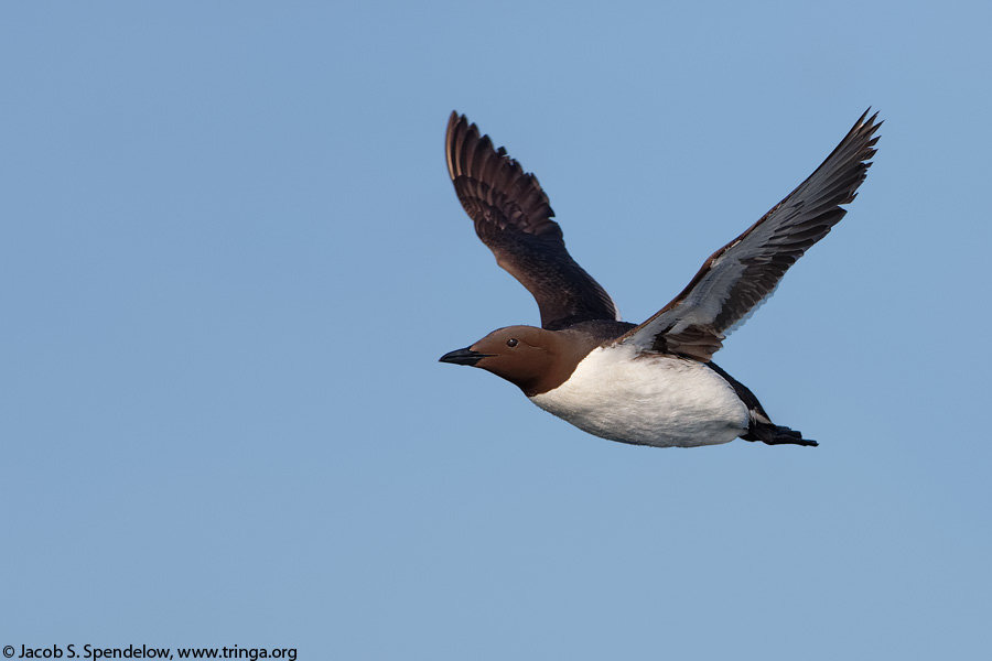 Common Murre