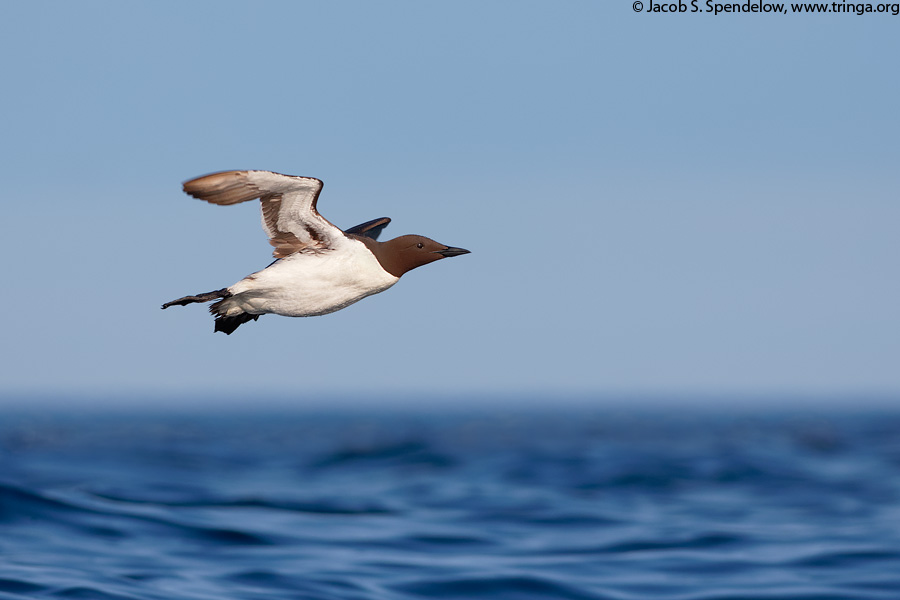 Common Murre