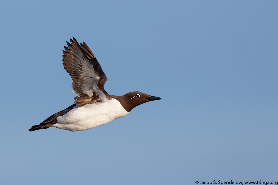 Common Murre