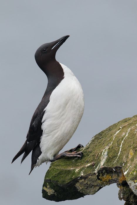 Thick-billed Murre