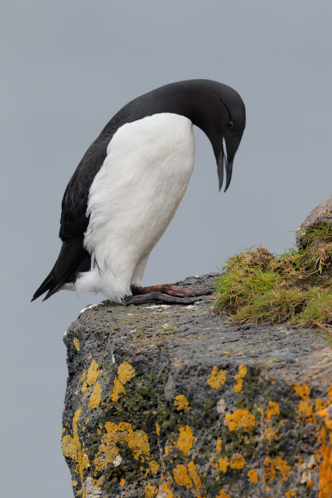 Thick-billed Murre