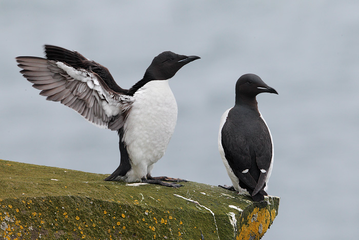 Thick-billed Murre