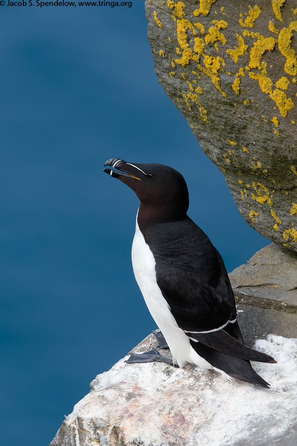 Razorbill