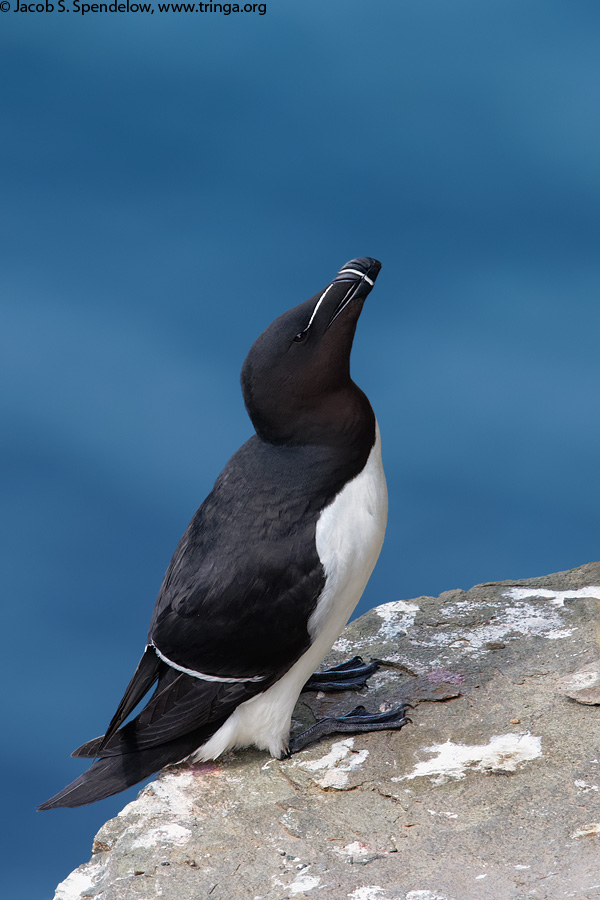 Razorbill