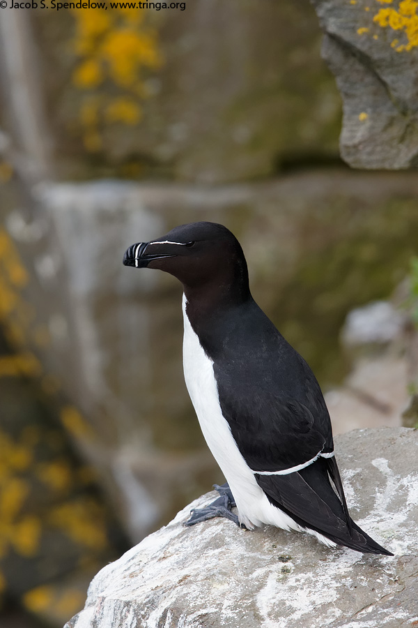 Razorbill