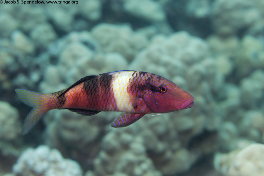 Manybar Goatfish