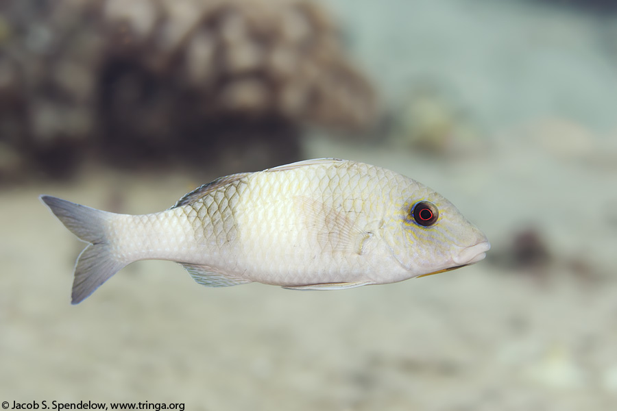 Island Goatfish