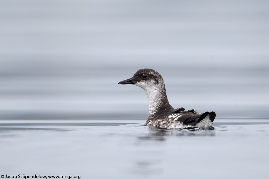 Pigeon Guillemot