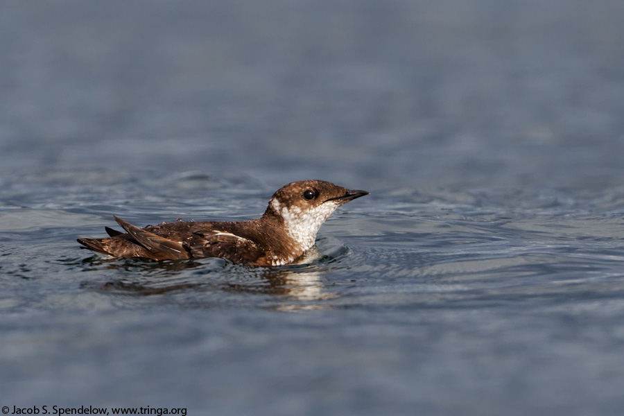 Marbled Murrelet