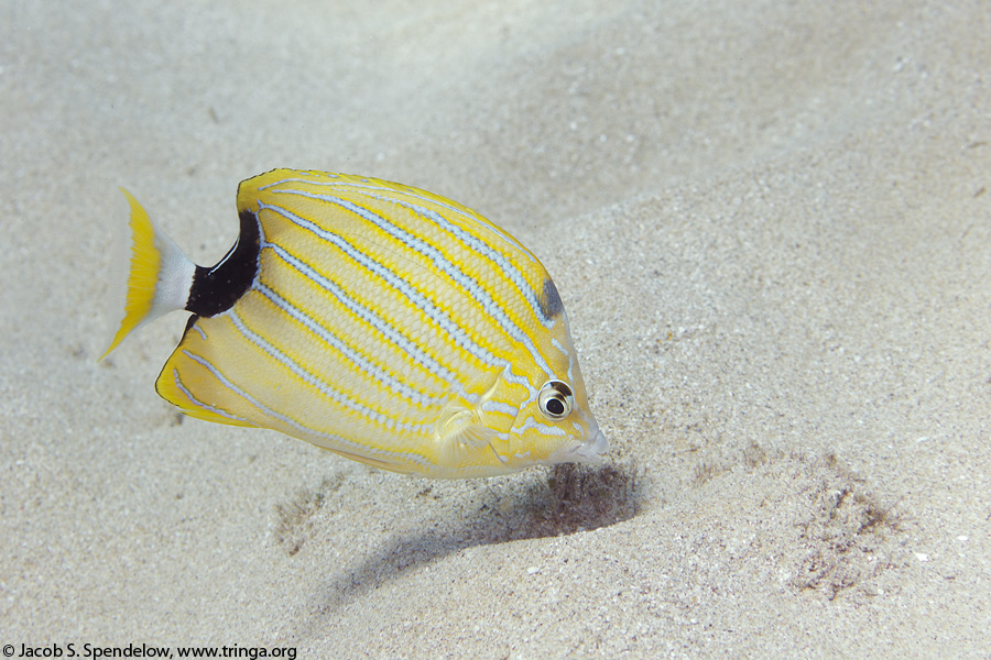 Bluestripe Butterflyfish