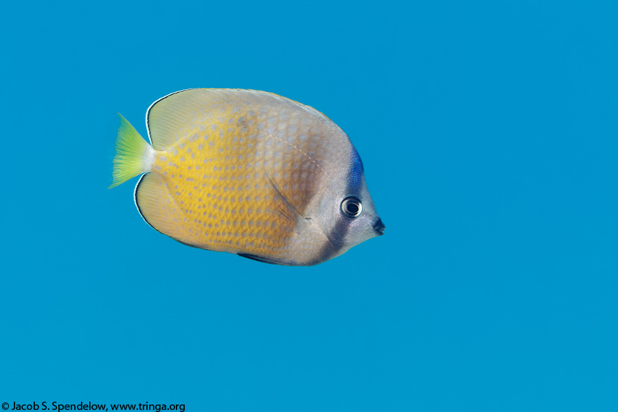 Blacklip Butterflyfish