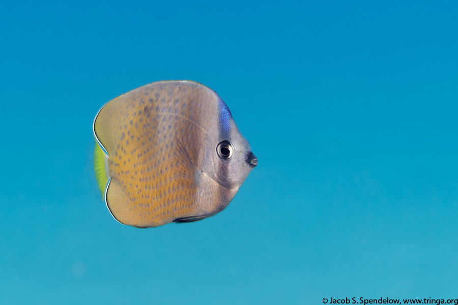 Blacklip Butterflyfish