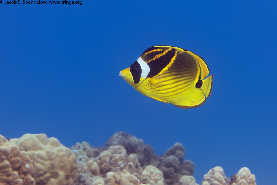 Raccoon Butterflyfish