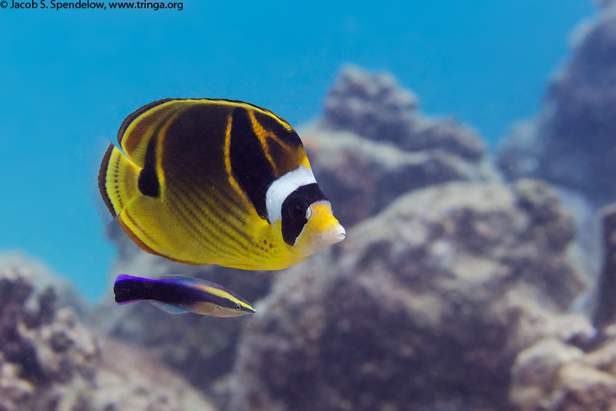 Raccoon Butterflyfish