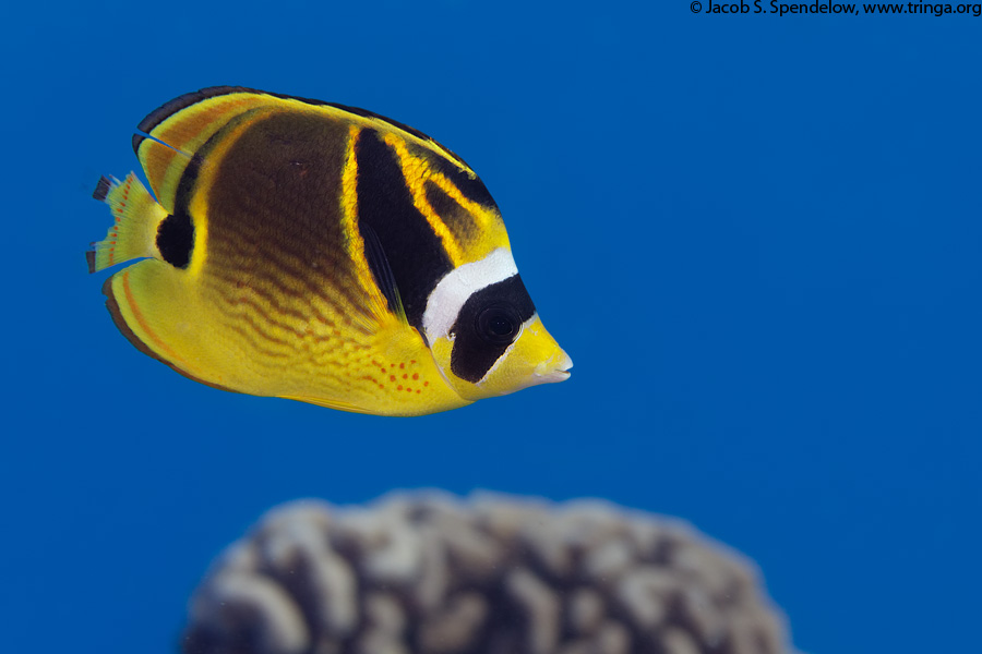 Raccoon Butterflyfish