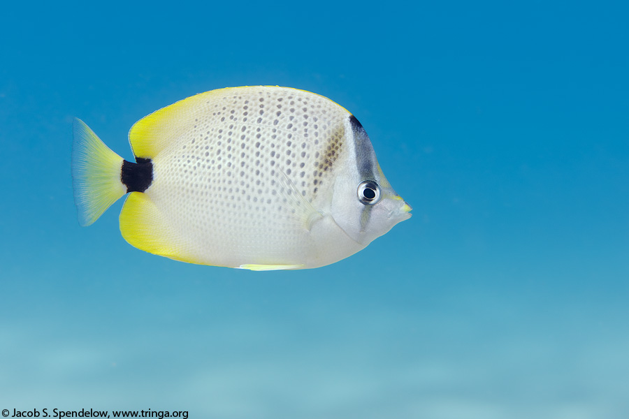 Milletseed Butterflyfish