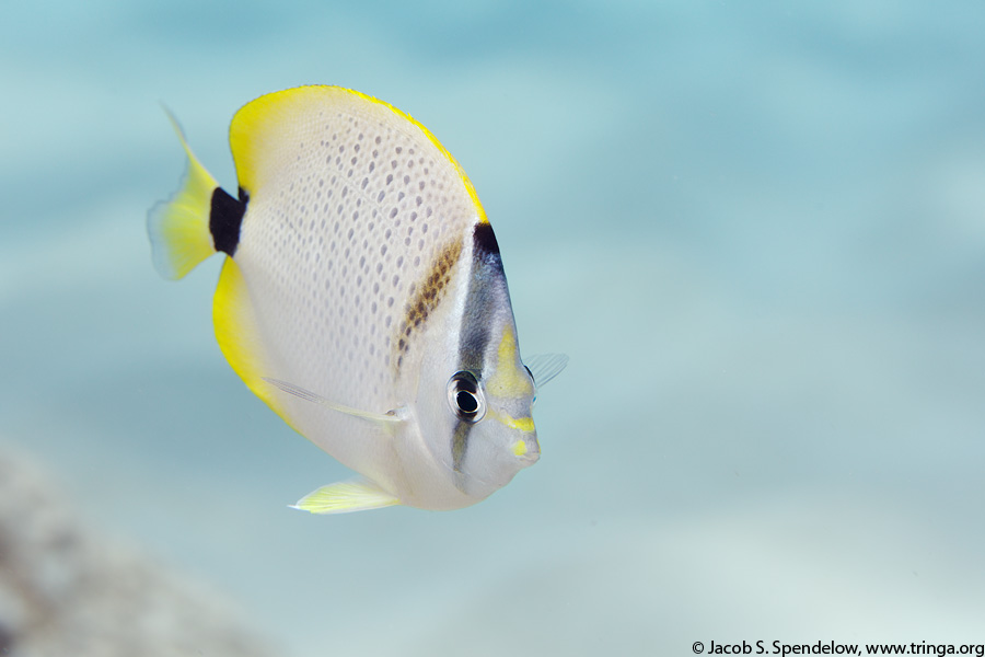 Milletseed Butterflyfish