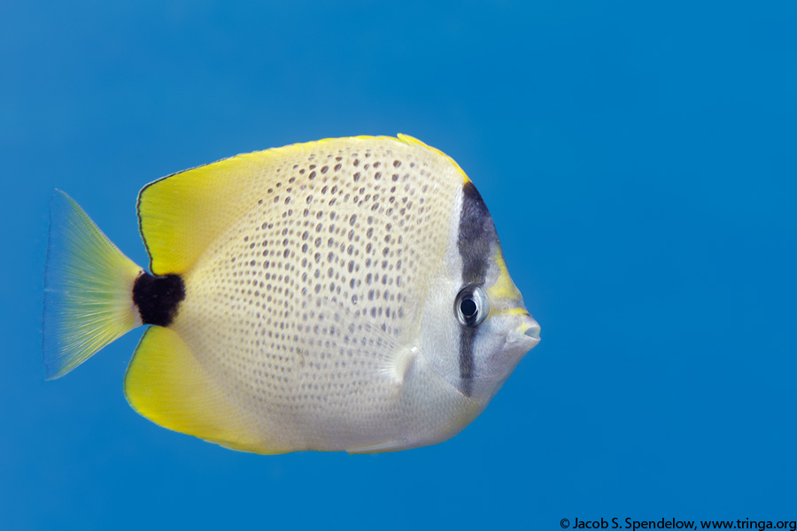 Milletseed Butterflyfish