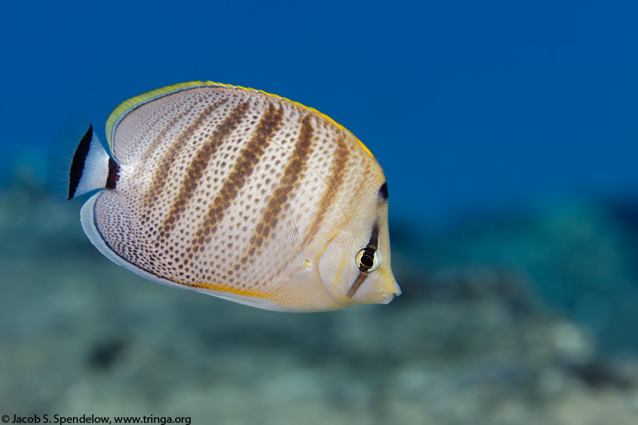 Multiband Butterflyfish