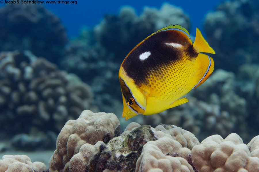 Fourspot Butterflyfish