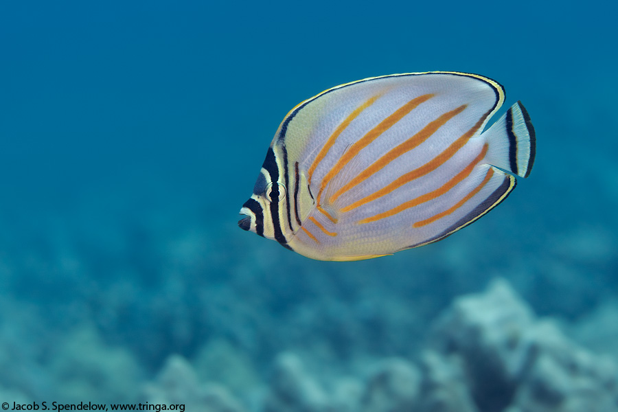 Ornate Butterflyfish