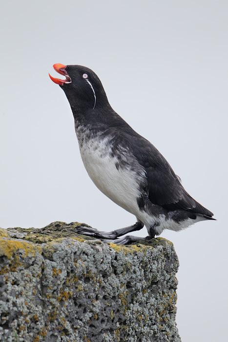 Parakeet Auklet