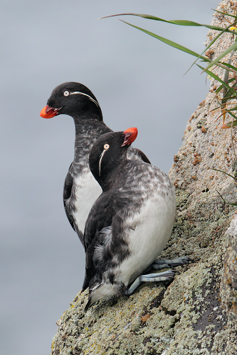 Parakeet Auklet