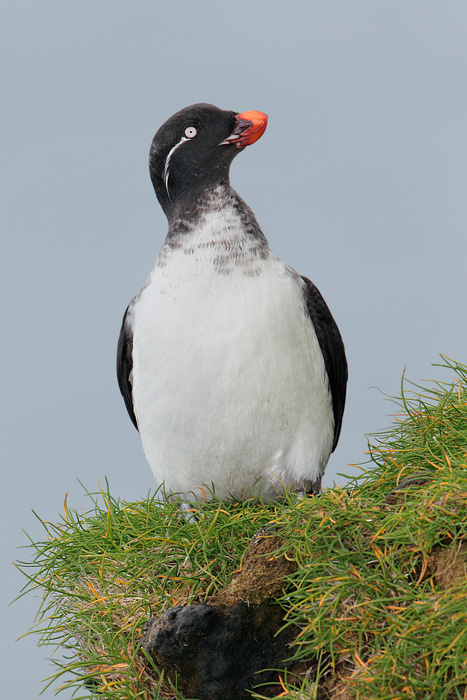 Parakeet Auklet