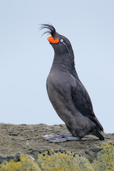 Crested Auklet