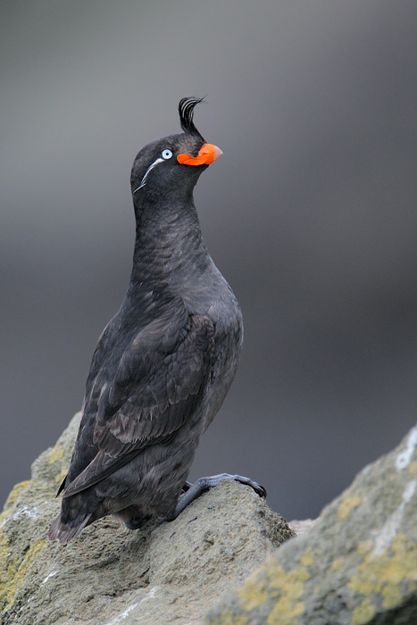 Crested Auklet