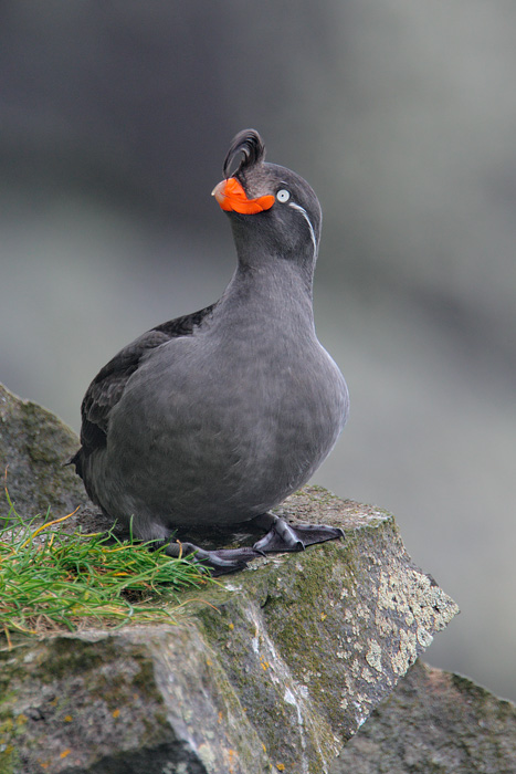 Crested Auklet