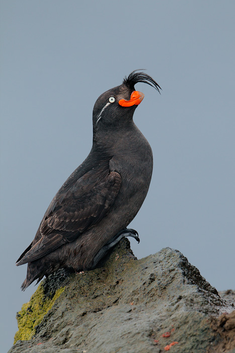 Crested Auklet