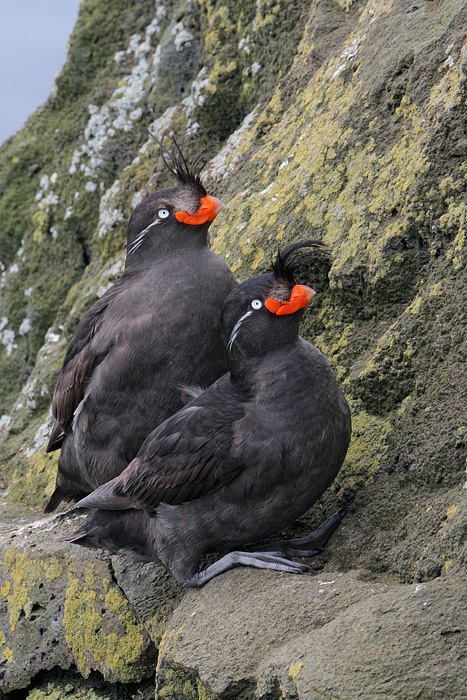 Crested Auklet