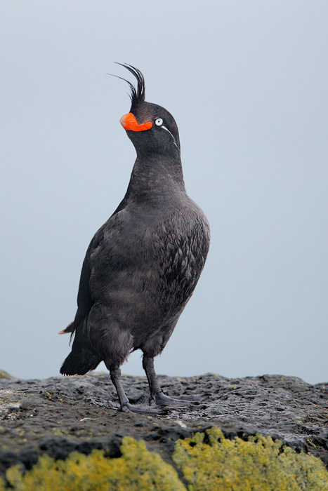 Crested Auklet