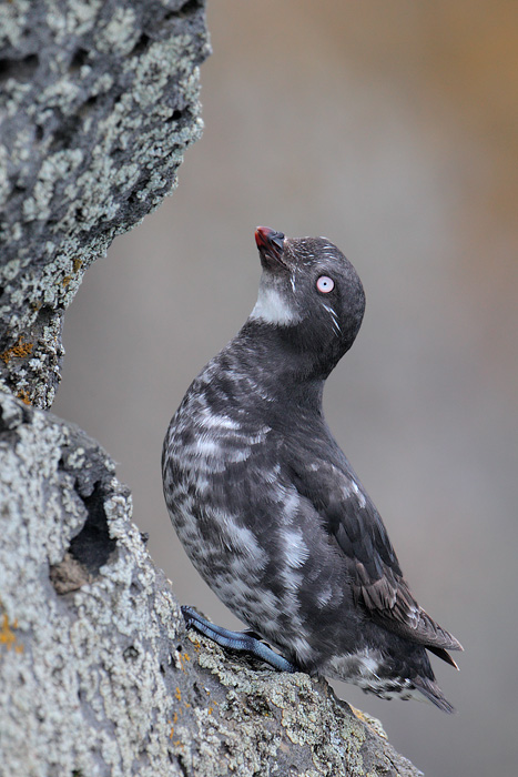 Least Auklet