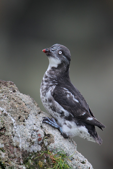 Least Auklet