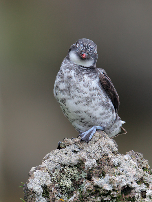 Least Auklet