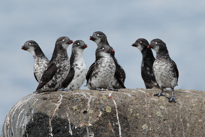 Least Auklet