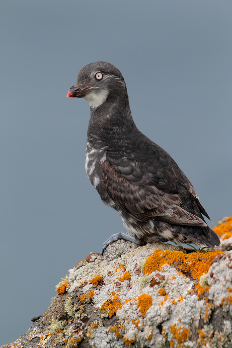 Least Auklet