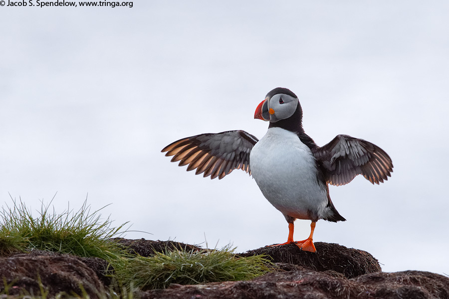 Atlantic Puffin