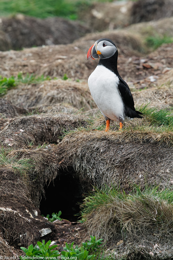 Atlantic Puffin