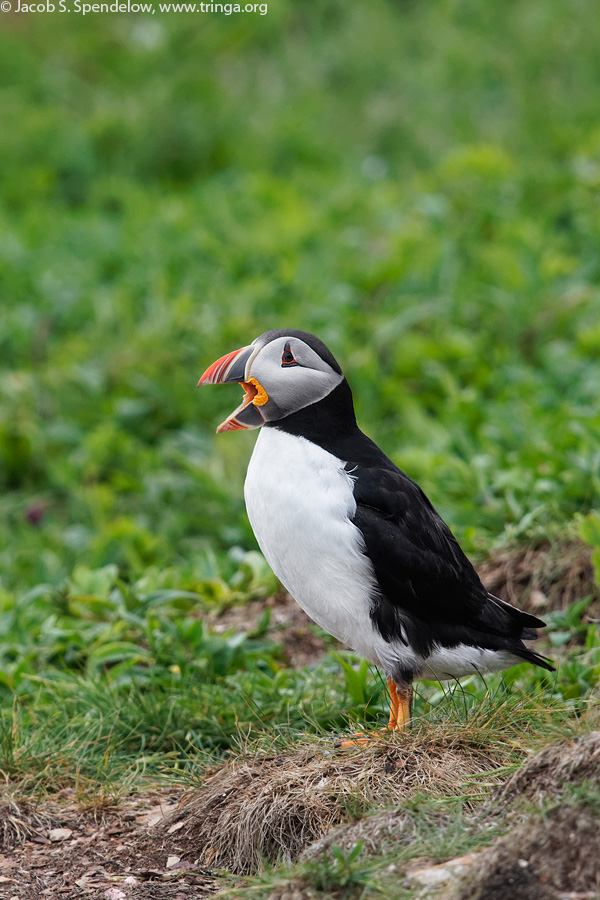 Atlantic Puffin