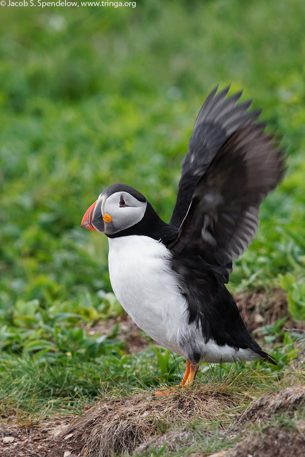 Atlantic Puffin