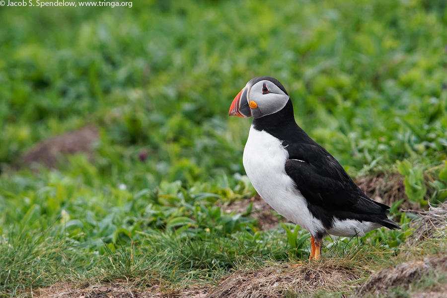 Atlantic Puffin