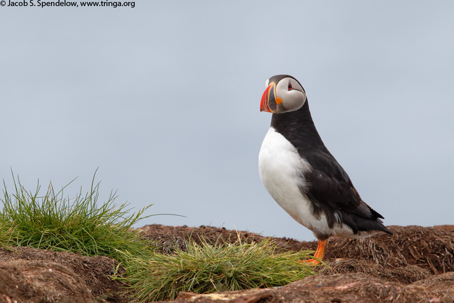 Atlantic Puffin