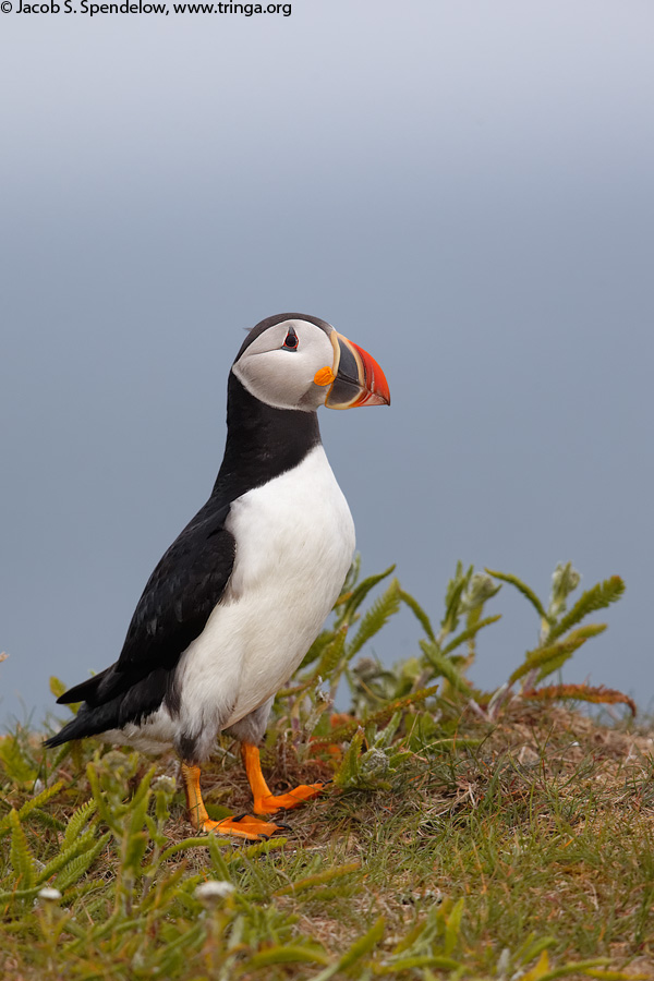 Atlantic Puffin