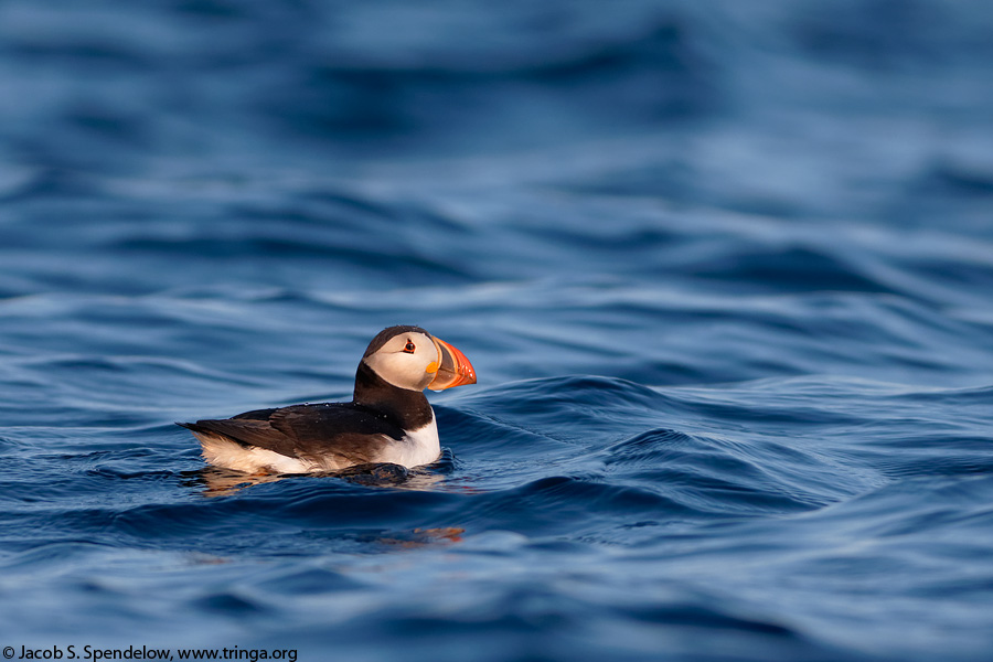 Atlantic Puffin